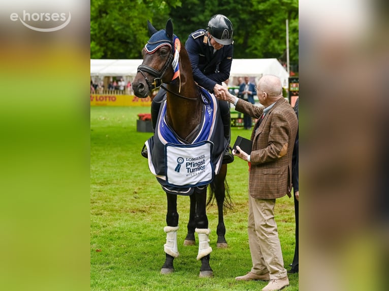 Trakehner Gelding 2 years 16 hh Brown in Rollwitz