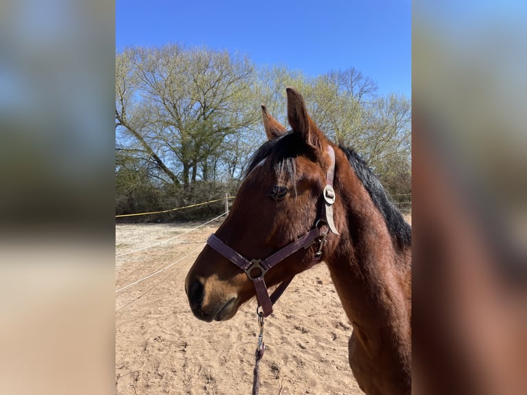 Trakehner Gelding 2 years 16 hh Brown in Weißenburg in Bayern