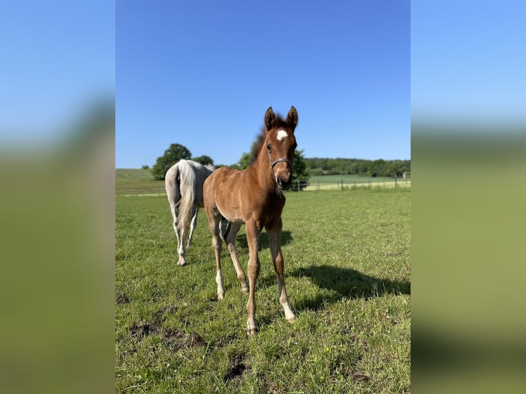 Trakehner Gelding 2 years 16 hh Brown in Weißenburg in Bayern