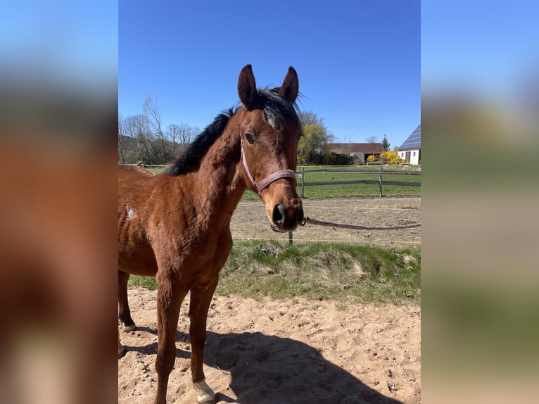 Trakehner Gelding 2 years 16 hh Brown in Weißenburg in Bayern
