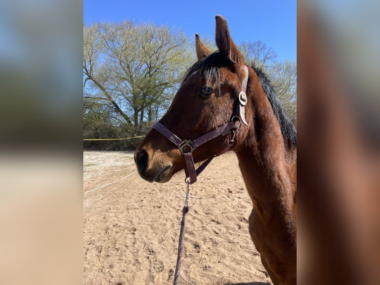 Trakehner Gelding 2 years 16 hh Brown in Weißenburg in Bayern
