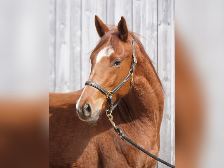 Trakehner Gelding 2 years 16,1 hh Chestnut-Red in Günzburg