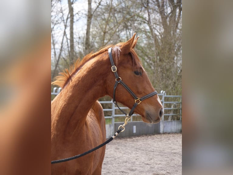 Trakehner Gelding 2 years 16,1 hh Chestnut-Red in Günzburg