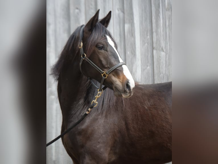 Trakehner Gelding 2 years 16,1 hh Smoky-Black in Günzburg