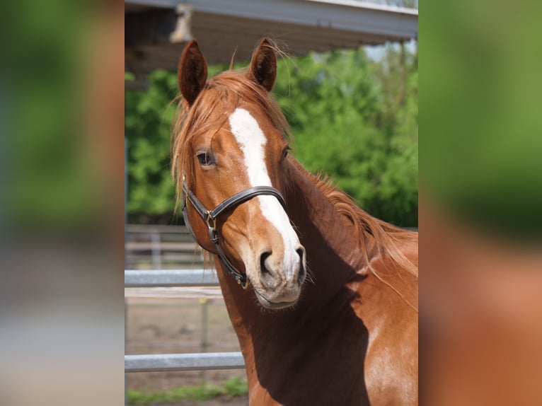 Trakehner Gelding 2 years 16,2 hh Chestnut-Red in Günzburg