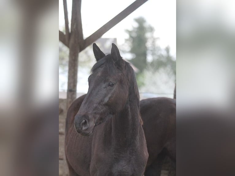Trakehner Gelding 2 years 16,2 hh Smoky-Black in Neunkirchen Seelscheid