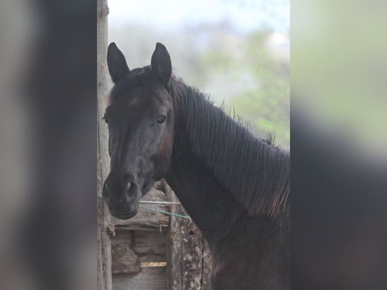 Trakehner Gelding 2 years 16,2 hh Smoky-Black in Neunkirchen Seelscheid