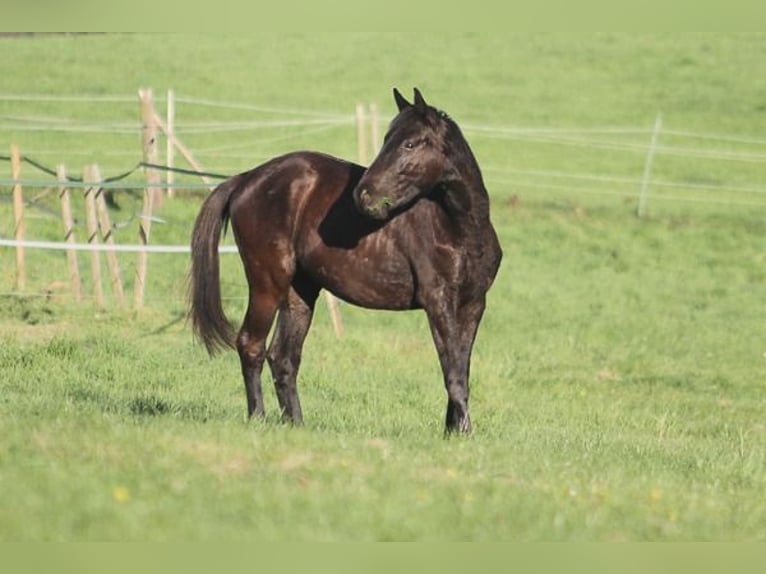 Trakehner Gelding 2 years 16,2 hh Smoky-Black in Neunkirchen Seelscheid