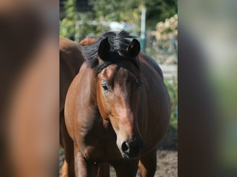 Trakehner Gelding 2 years Bay-Dark in Crivitz