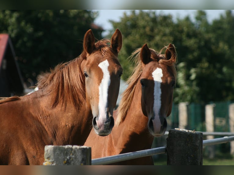 Trakehner Gelding 2 years Chestnut-Red in Crivitz
