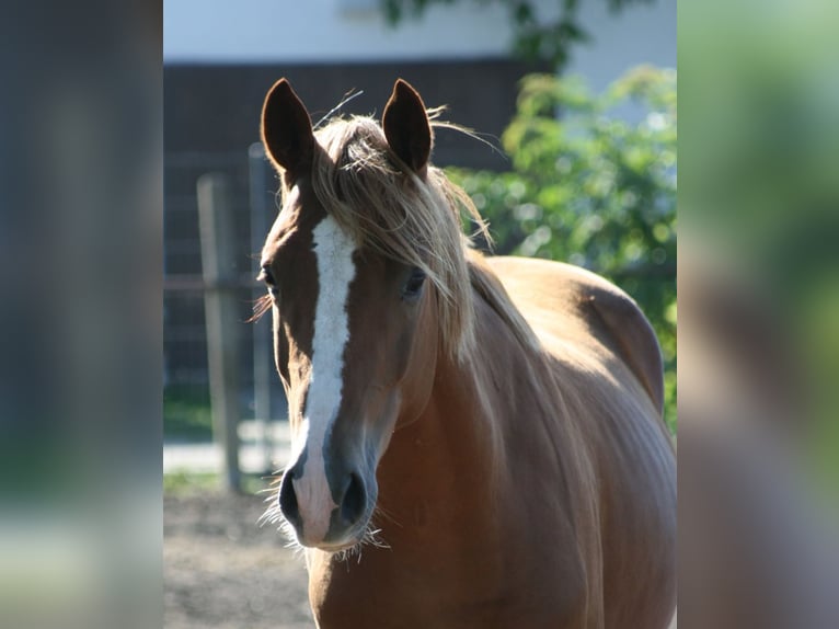 Trakehner Gelding 2 years Chestnut-Red in Crivitz