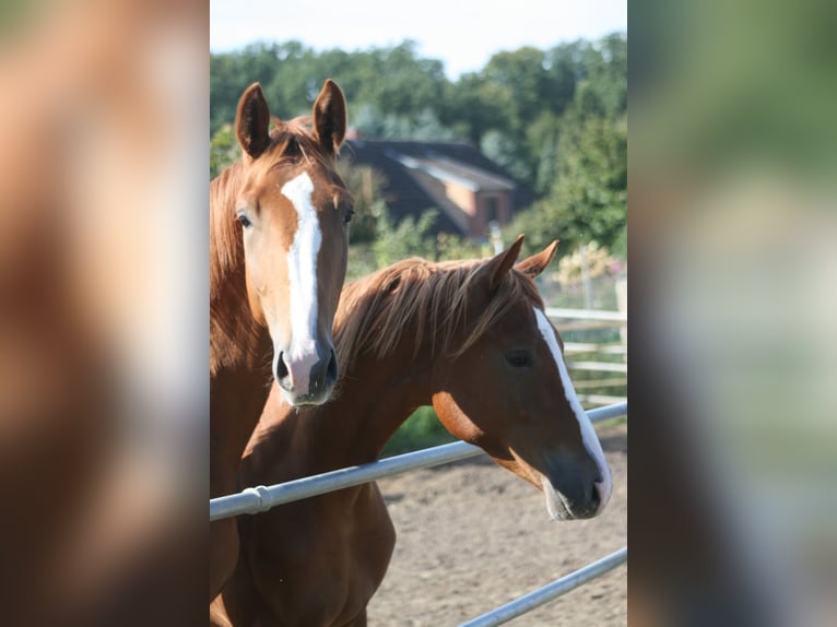 Trakehner Gelding 2 years Chestnut-Red in Crivitz