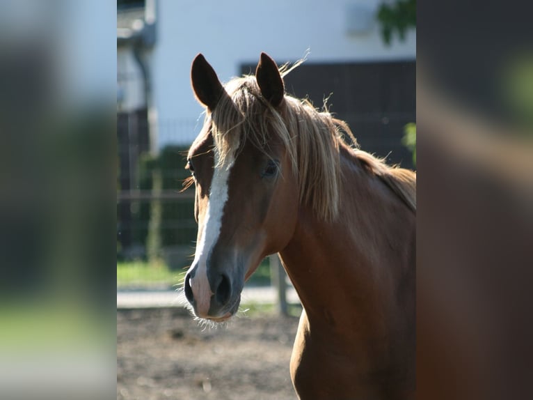 Trakehner Gelding 2 years Chestnut-Red in Crivitz