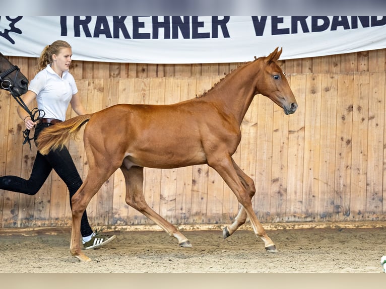 Trakehner Gelding 2 years Chestnut-Red in Langerwehe