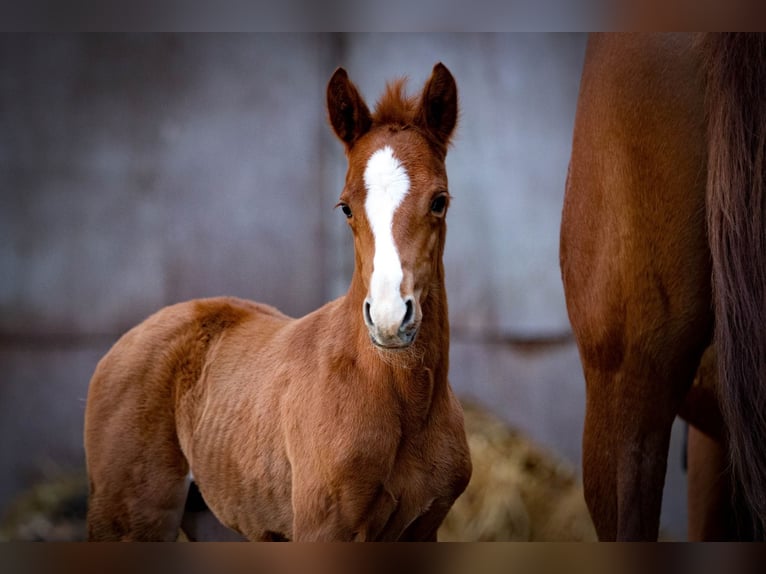 Trakehner Gelding 3 years 14,3 hh Chestnut-Red in Uslar