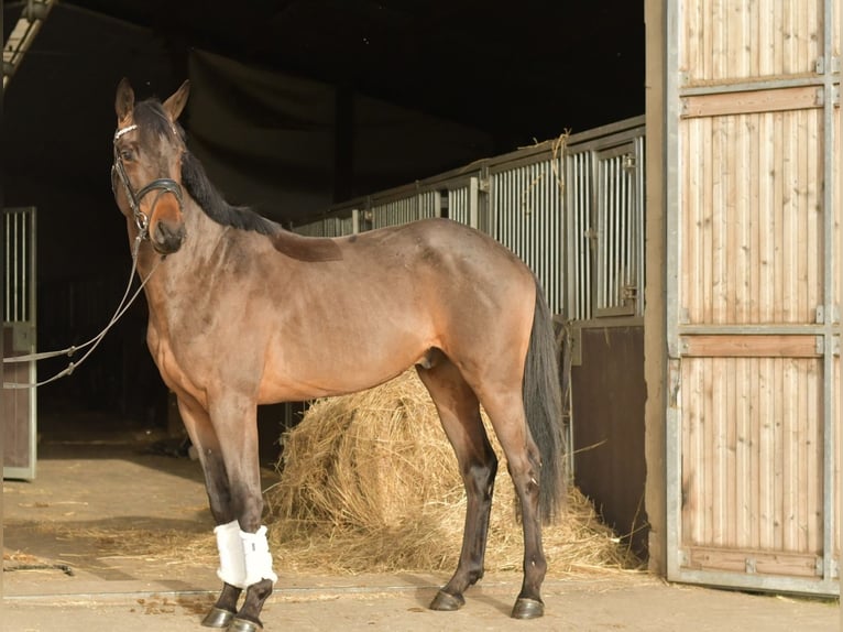Trakehner Gelding 3 years 15.1 hh Brown in Geilenkirchen