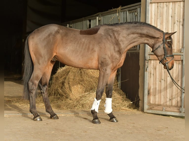 Trakehner Gelding 3 years 15.1 hh Brown in Geilenkirchen