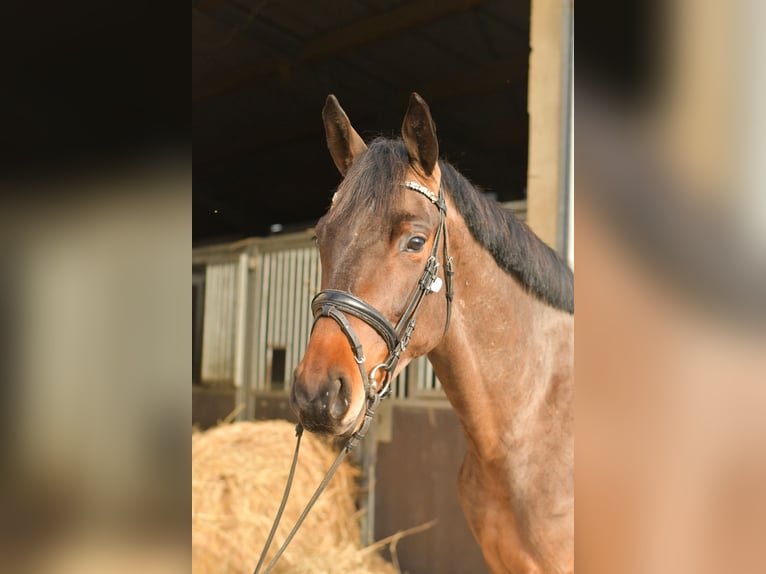 Trakehner Gelding 3 years 15.1 hh Brown in Geilenkirchen