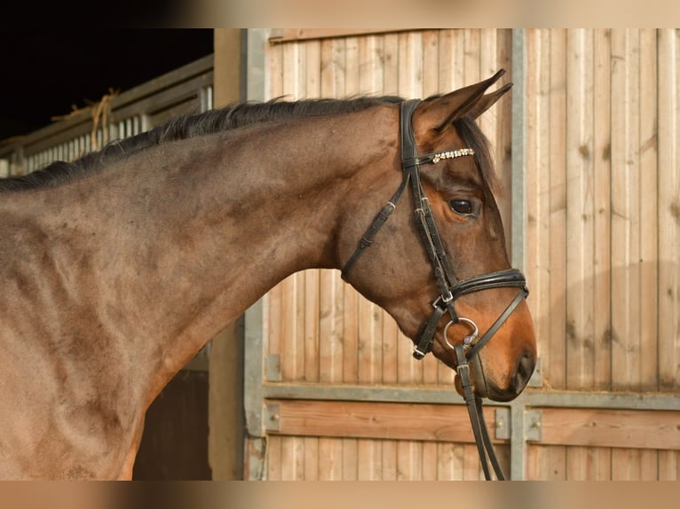 Trakehner Gelding 3 years 15.1 hh Brown in Geilenkirchen