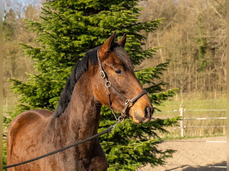 Trakehner Gelding 3 years 15.3 hh Brown in Nübbel