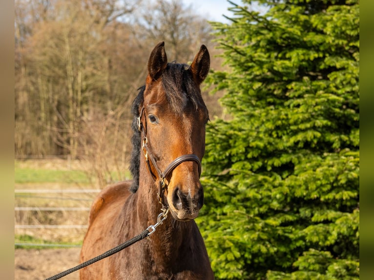 Trakehner Gelding 3 years 15.3 hh Brown in Nübbel
