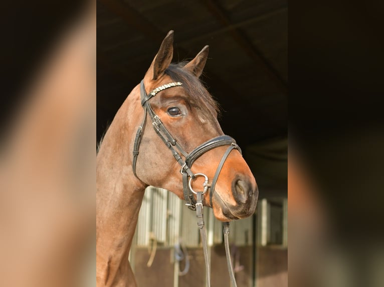 Trakehner Gelding 3 years 15,1 hh Brown in Geilenkirchen