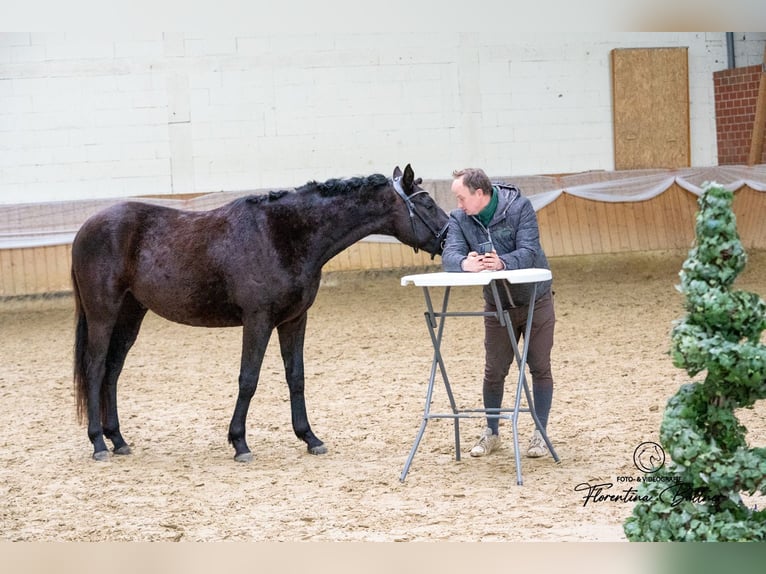 Trakehner Gelding 3 years 15,2 hh Smoky-Black in Dorsten