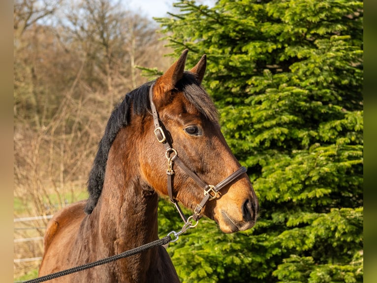 Trakehner Gelding 3 years 15,3 hh Brown in Nübbel