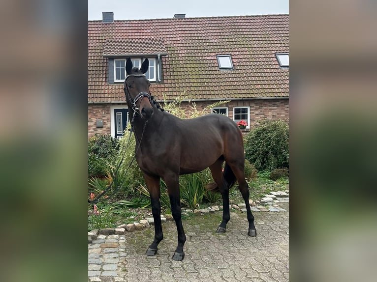 Trakehner Gelding 3 years 15,3 hh Brown in Freren