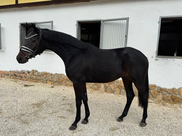 Trakehner Gelding 3 years 16,1 hh Bay-Dark in R&#xF6;ttingen