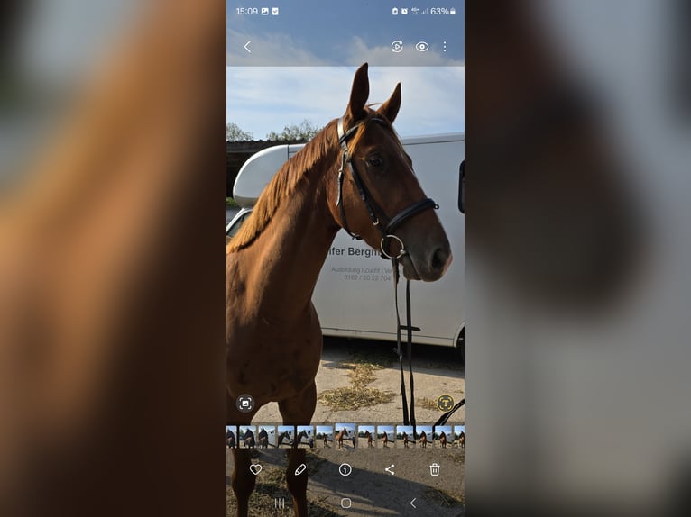 Trakehner Gelding 3 years 16,1 hh Chestnut-Red in Sperenberg