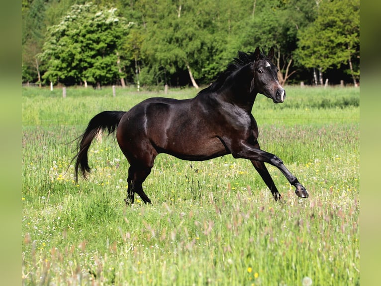Trakehner Gelding 3 years 16.1 hh Grey-Dark-Tan in Geestland