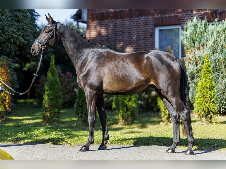 Trakehner Gelding 3 years 16,2 hh Bay-Dark in Bomlitz