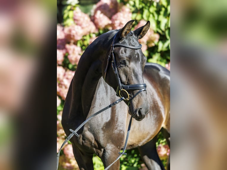 Trakehner Gelding 3 years 16,2 hh Bay-Dark in Bomlitz