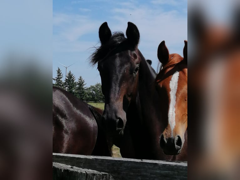 Trakehner Gelding 3 years 16,2 hh Black in Harsefeld