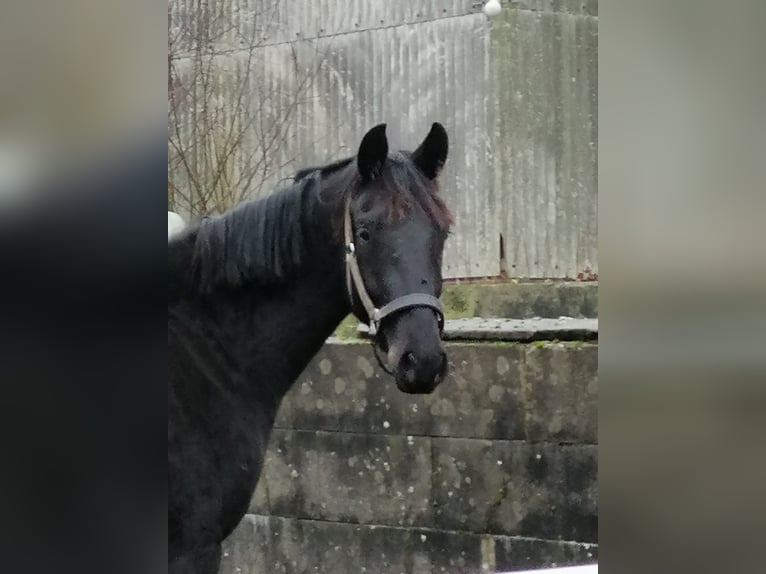 Trakehner Gelding 3 years 16,2 hh Black in Harsefeld