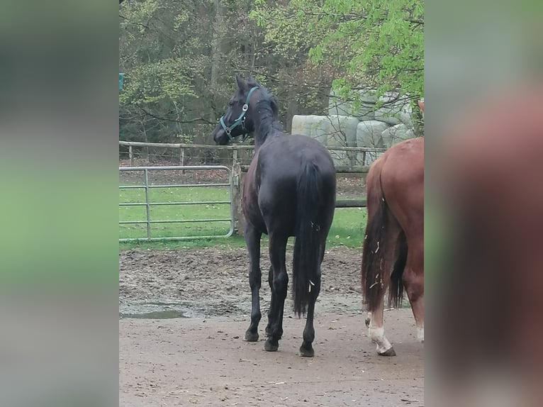 Trakehner Gelding 3 years 16,2 hh Black in Harsefeld