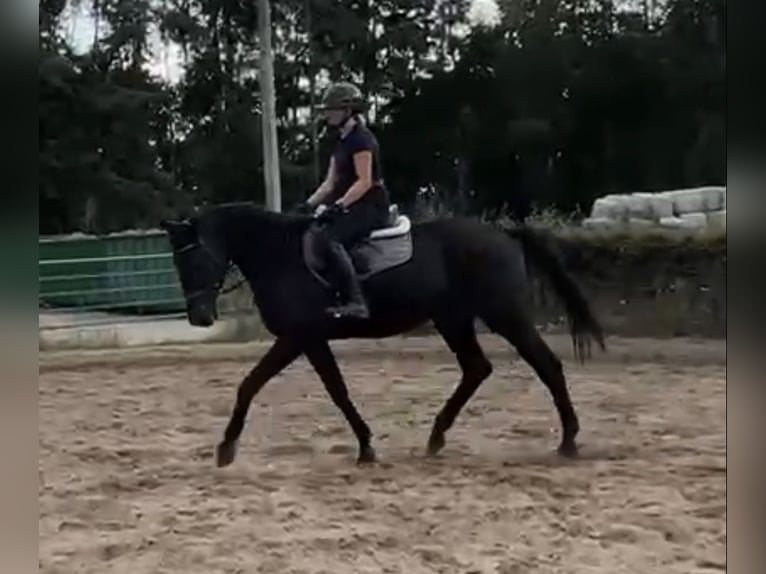 Trakehner Gelding 3 years 16.2 hh Black in Luhmühlen