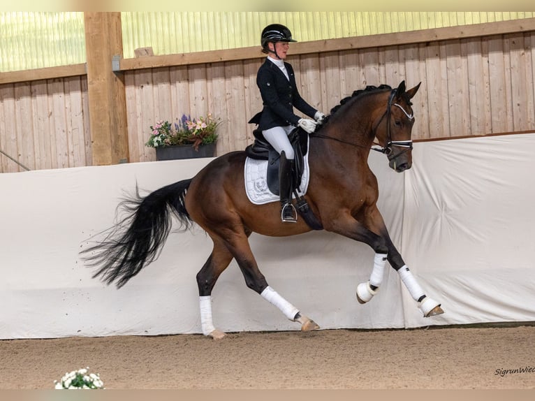 Trakehner Gelding 3 years 16,2 hh Brown in Ostrach