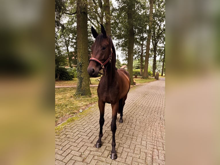 Trakehner Gelding 3 years 16.2 hh Brown in Freren