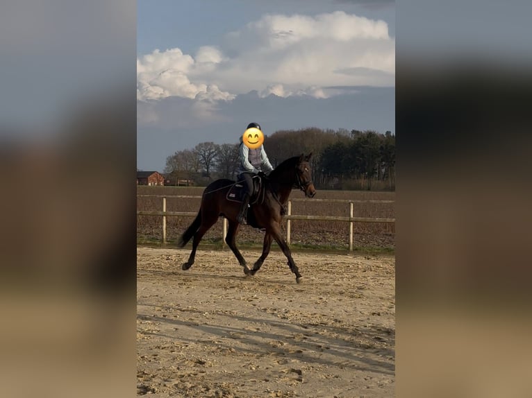 Trakehner Gelding 3 years 16.2 hh Brown in Freren