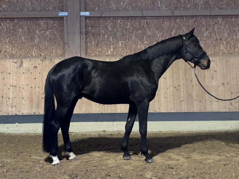 Trakehner Gelding 3 years 16.2 hh Smoky-Black in Langenenslingen