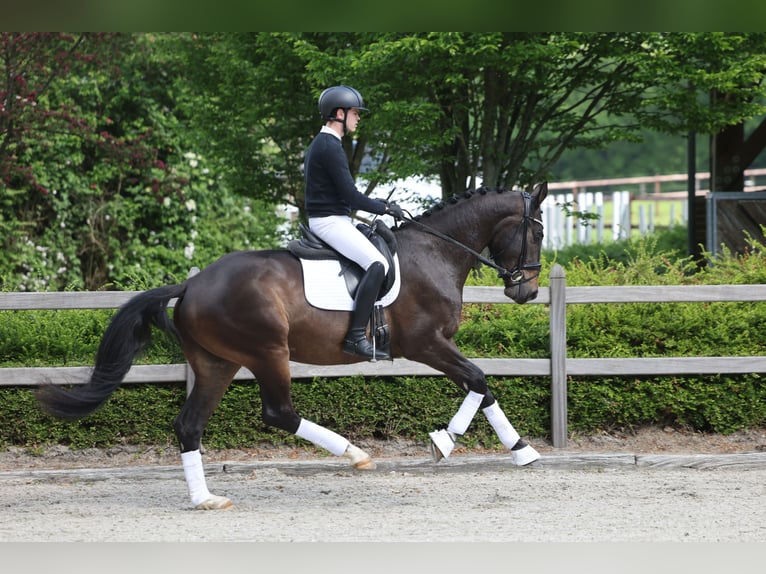 Trakehner Gelding 3 years 16.3 hh Bay-Dark in Hünxe