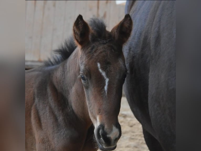 Trakehner Gelding 3 years 16 hh Bay-Dark in Uslar