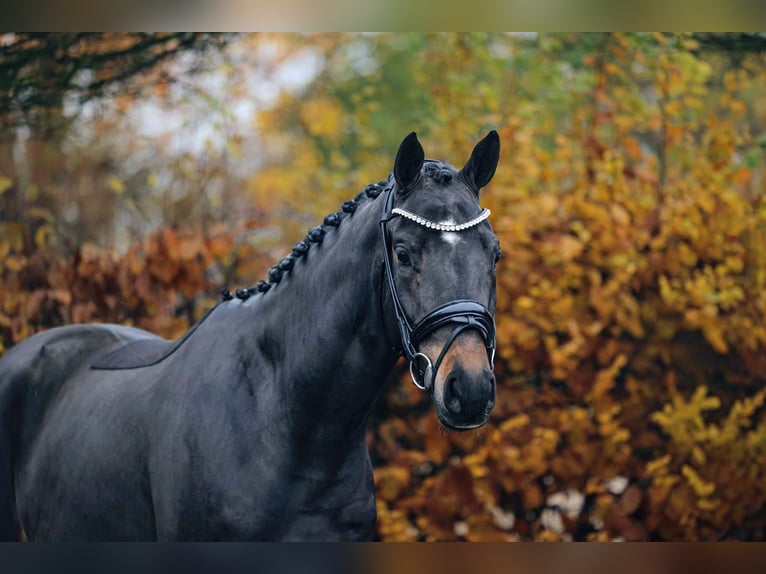 Trakehner Gelding 3 years 16 hh Bay-Dark in Neu&#xF6;tting