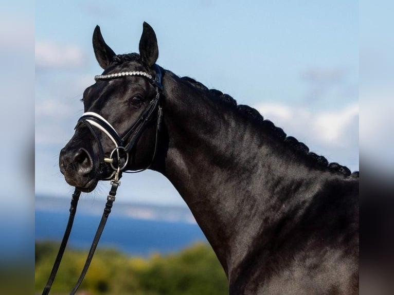 Trakehner Gelding 3 years 16 hh Black in Hamburg Bahrenfeld