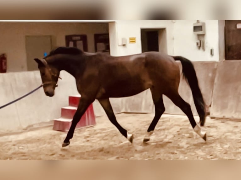 Trakehner Gelding 3 years 16 hh Brown in &#xD6;stringen&#xD6;stringen
