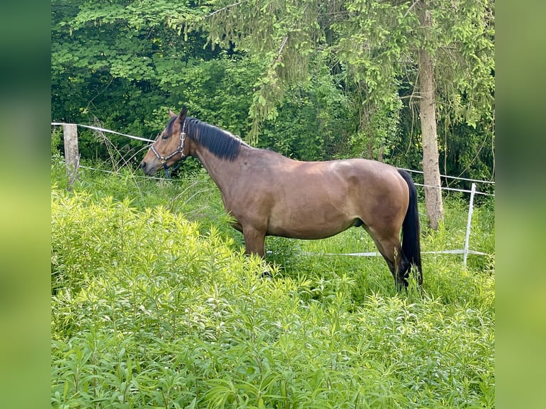 Trakehner Gelding 3 years 16 hh Brown in &#xD6;stringen&#xD6;stringen