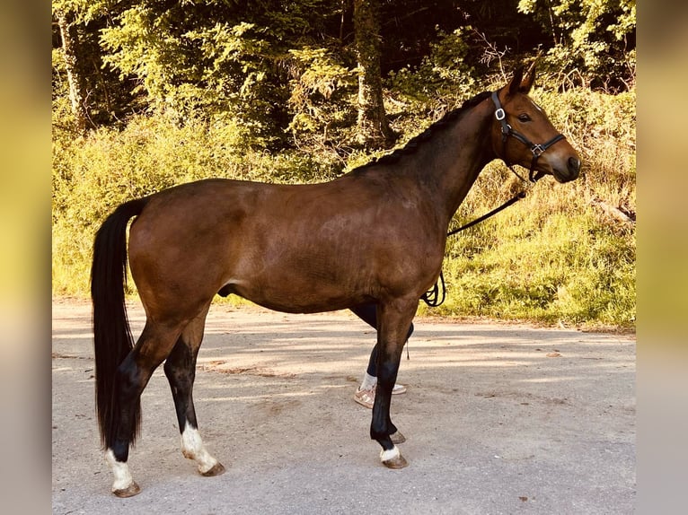 Trakehner Gelding 3 years 16 hh Brown in &#xD6;stringen&#xD6;stringen