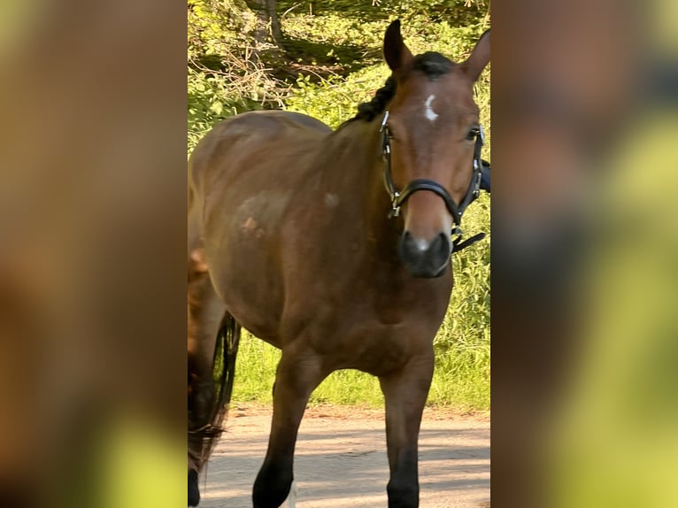 Trakehner Gelding 3 years 16 hh Brown in &#xD6;stringen&#xD6;stringen